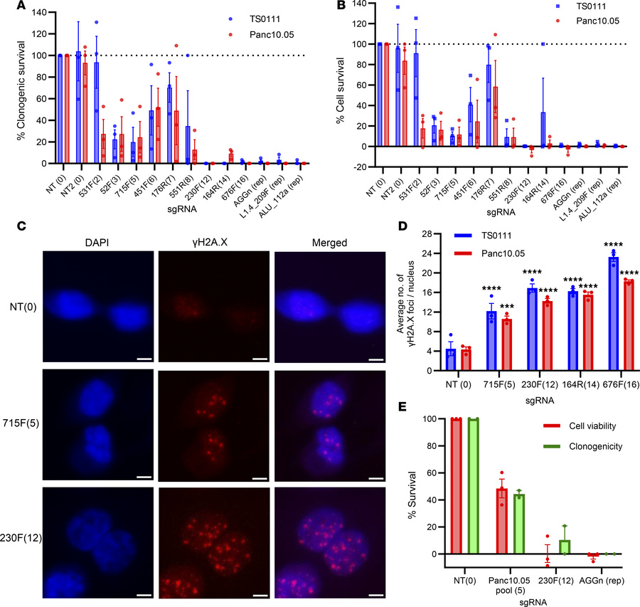 Increased CRISPR/Cas9-induced DSBs inhibit cancer cell growth.
(A) Clono...