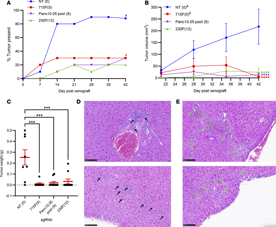 Simultaneous CRISPR/Cas9 targeting inhibits tumor growth.
(A–C) Tumor gr...
