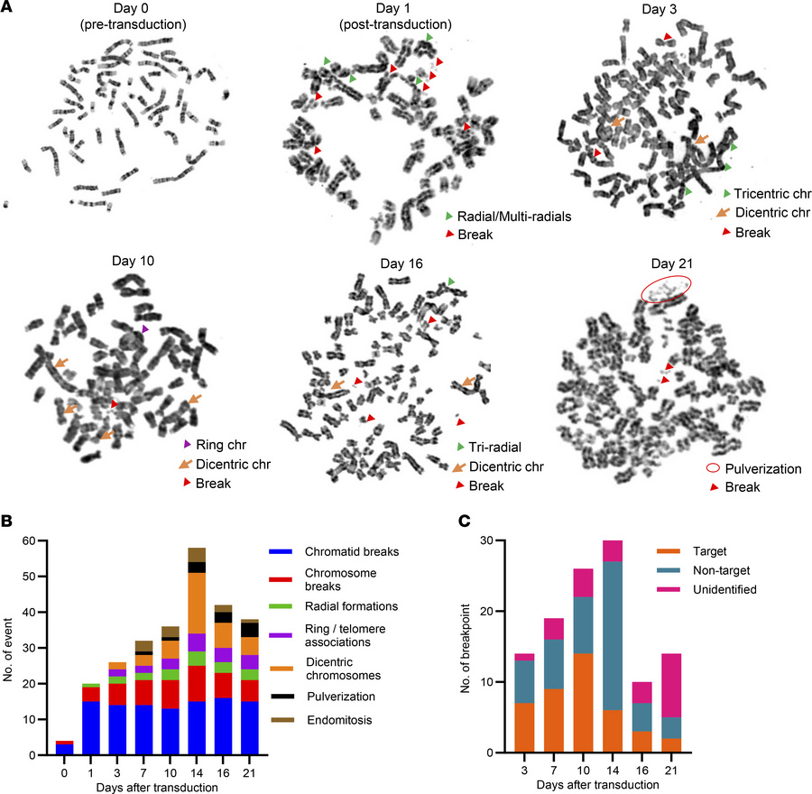 Ongoing CIN in multitarget sgRNA–transduced cells.
(A–C) TS0111 Cas9-exp...