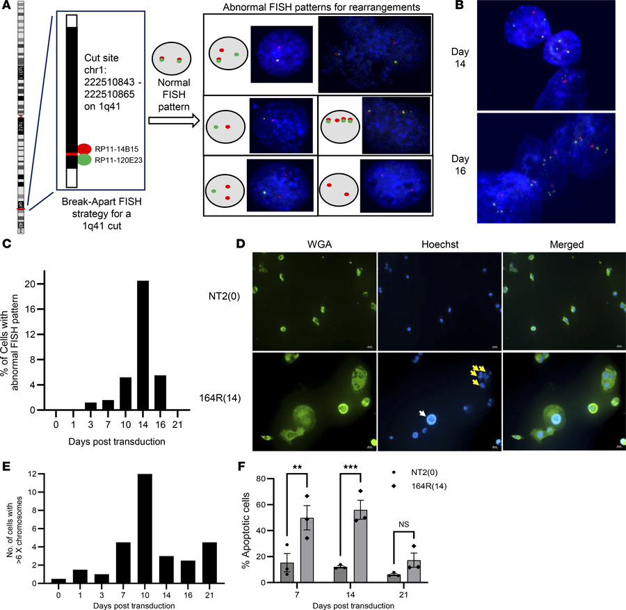 Peak polyploidy and chromosomal rearrangements in multitarget sgRNA–tran...