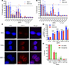 Increased CRISPR/Cas9-induced DSBs inhibit cancer cell growth.