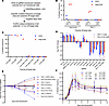 Multiple CRISPR/Cas9 scissions lead to delayed cell death.