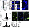 Peak polyploidy and chromosomal rearrangements in multitarget sgRNA–transdu