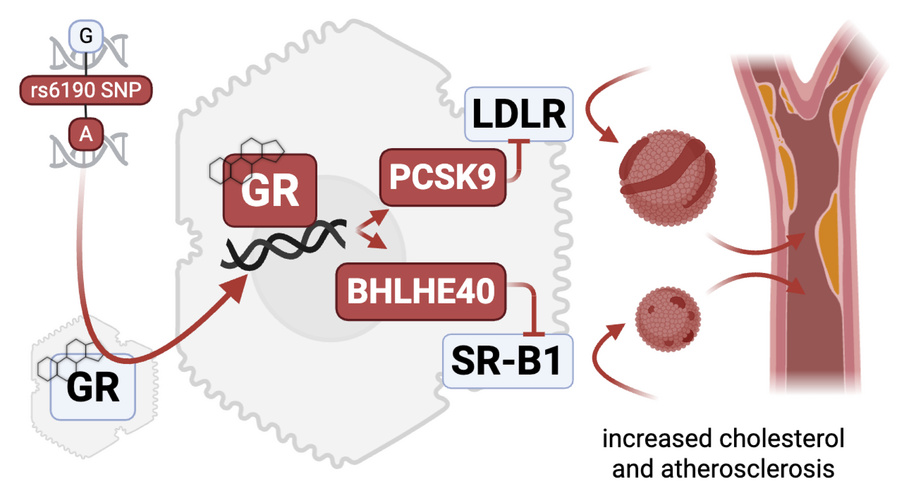 graphical abstract