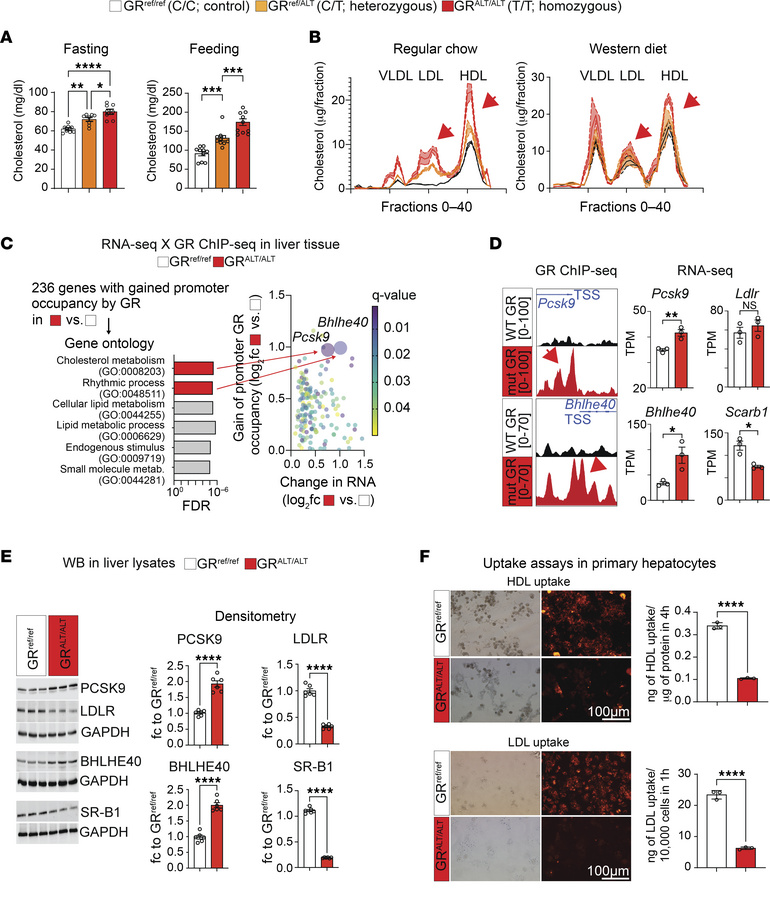 The rs6190 SNP is sufficient to increase cholesterol and skew the liver ...