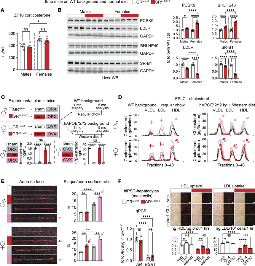 Hormonal determinants of sexual dimorphism in the SNP effect.
(A) Serum ...