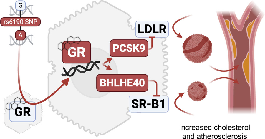 graphical abstract