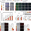 The SNP molecular effects are replicated in hiPSC-derived hepatocytes.