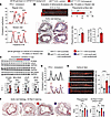 The SNP promotes atherosclerosis in vivo.