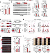 Hormonal determinants of sexual dimorphism in the SNP effect.