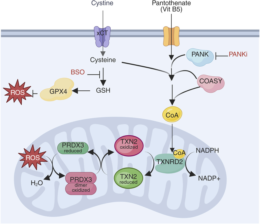 graphical abstract