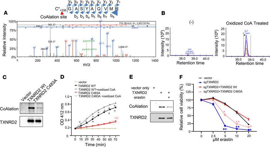CoAlation of Cys-483 on TXNRD2 protein regulates TXNRD activity.
(A) Tan...