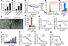 CoA is a specific ferroptosis inhibitor against xCT inhibitors.