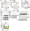CoA regulates mitochondrial TXN system.