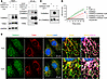 CoA supplement increased CoAlation of TXNRD2 and its interaction with TXN2.