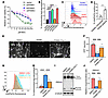 Disruption of CoA biosynthesis in PKAN fibroblasts and OBSC leads to mitoch