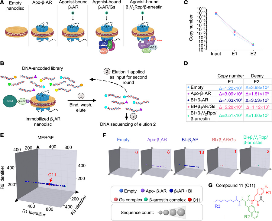 Discovery of C11 through DNA-encoded small-molecule library screening.
(...