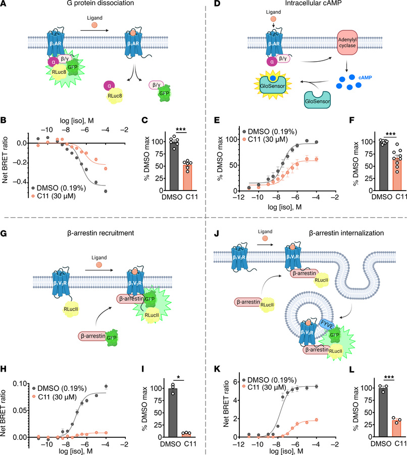 C11 suppresses G protein signaling and β-arrestin function downstream of...