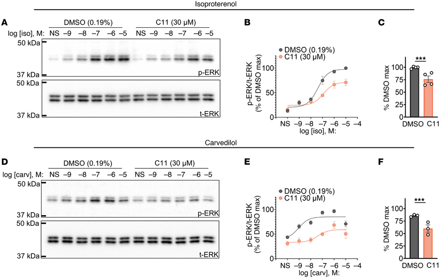 C11 suppresses phosphorylation of ERK mediated by isoproterenol or carve...
