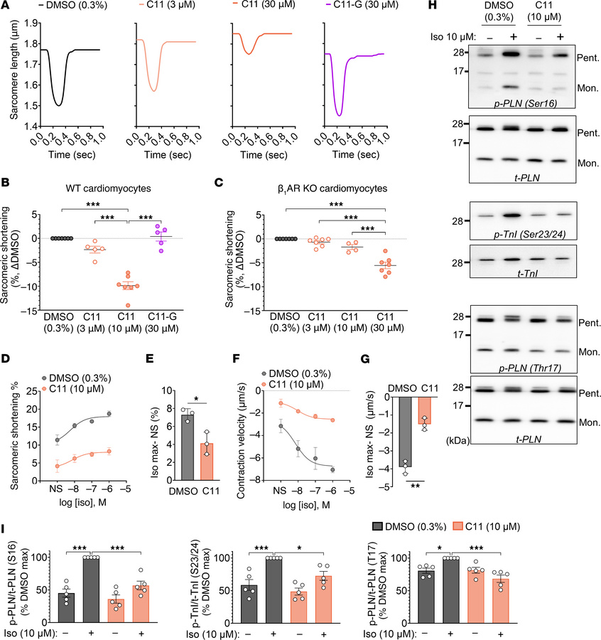 C11 reduces basal contractility and suppresses the isoproterenol respons...