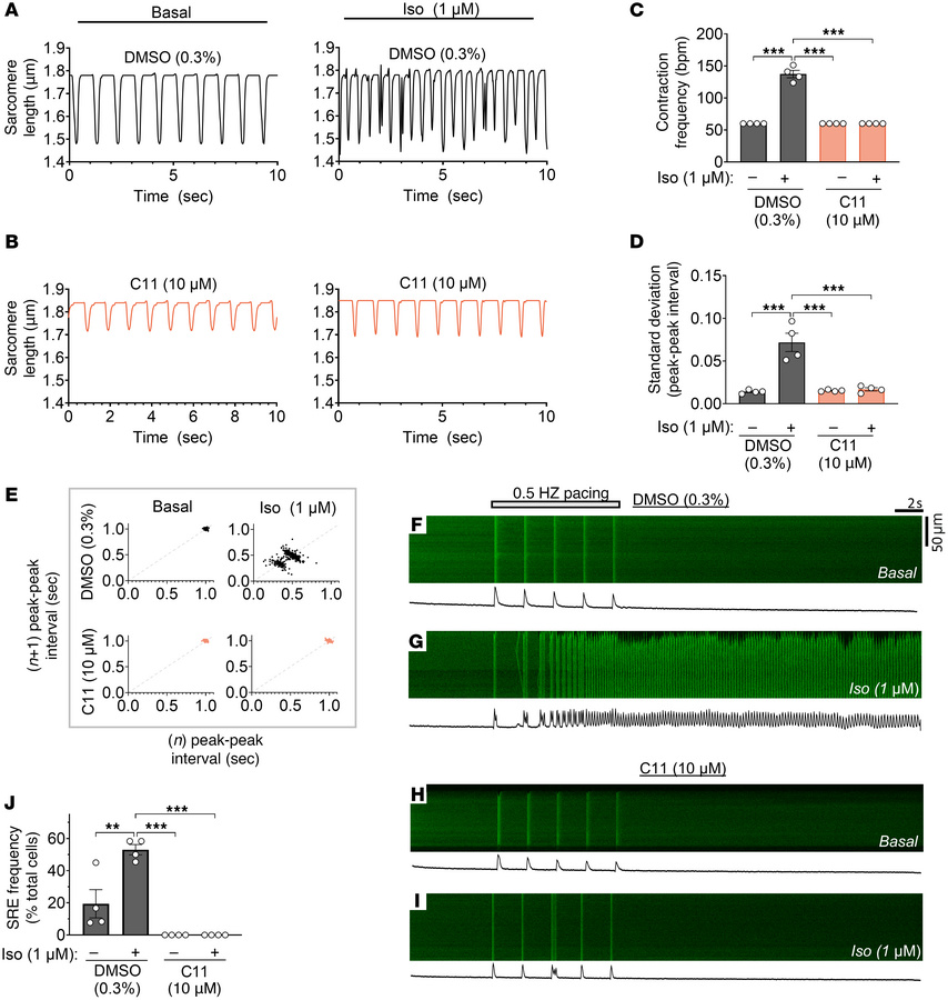 C11 restores regular contractile rhythm and suppresses spontaneous Ca2+ ...