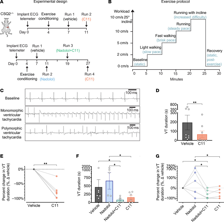 C11 suppresses the duration of exercise-induced ventricular tachycardia ...