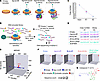 Discovery of C11 through DNA-encoded small-molecule library screening.