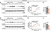 C11 suppresses phosphorylation of ERK mediated by isoproterenol or carvedil