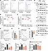 C11 reduces basal contractility and suppresses the isoproterenol response i
