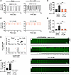 C11 restores regular contractile rhythm and suppresses spontaneous Ca2+ rel