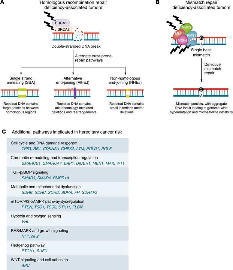 DNA repair pathways and additional mechanisms underlying hereditary canc...