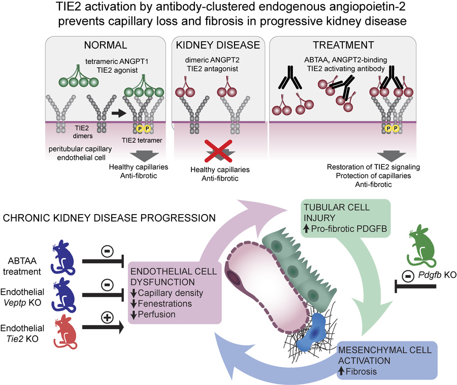 graphical abstract