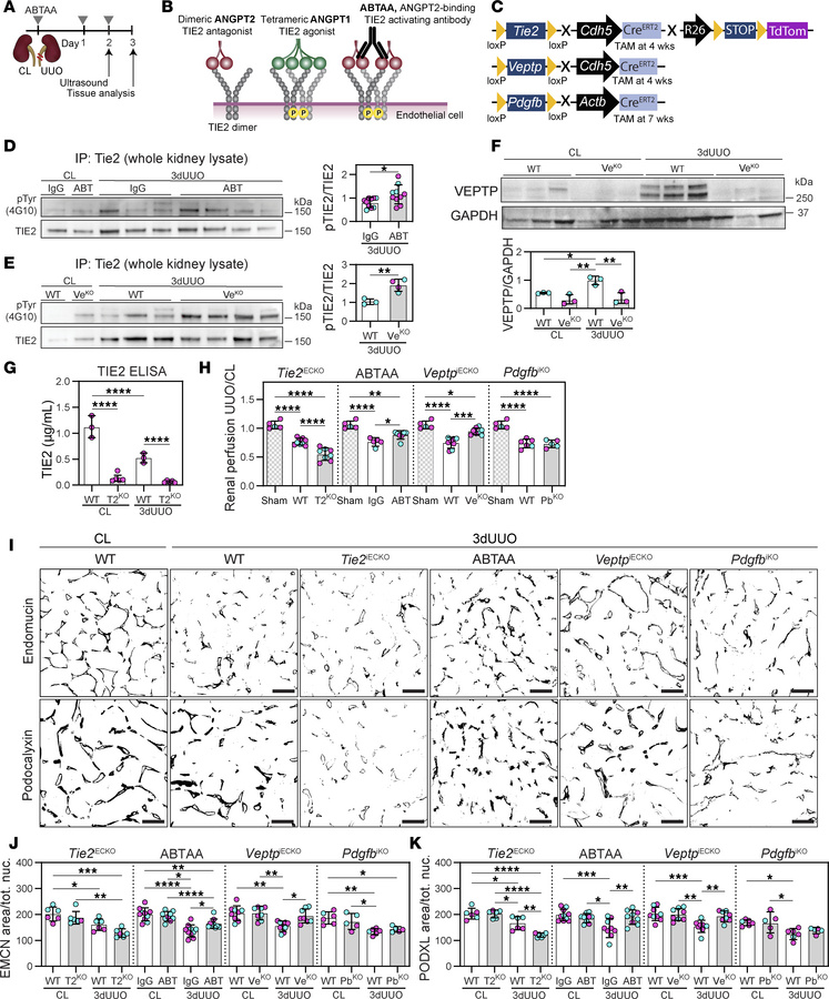 Pharmacological or genetic activation of TIE2 improves renal perfusion a...