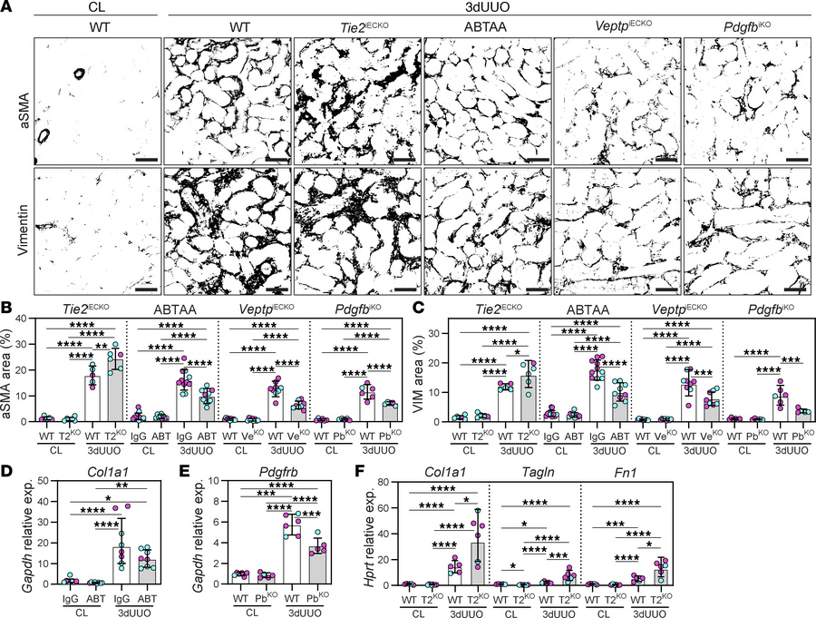 Pharmacological or genetic TIE2 activation prevents UUO-induced tubuloin...