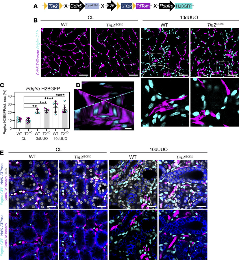 UUO-induced tubulointerstitial fibrosis is not the result of EndoMT.
(A)...