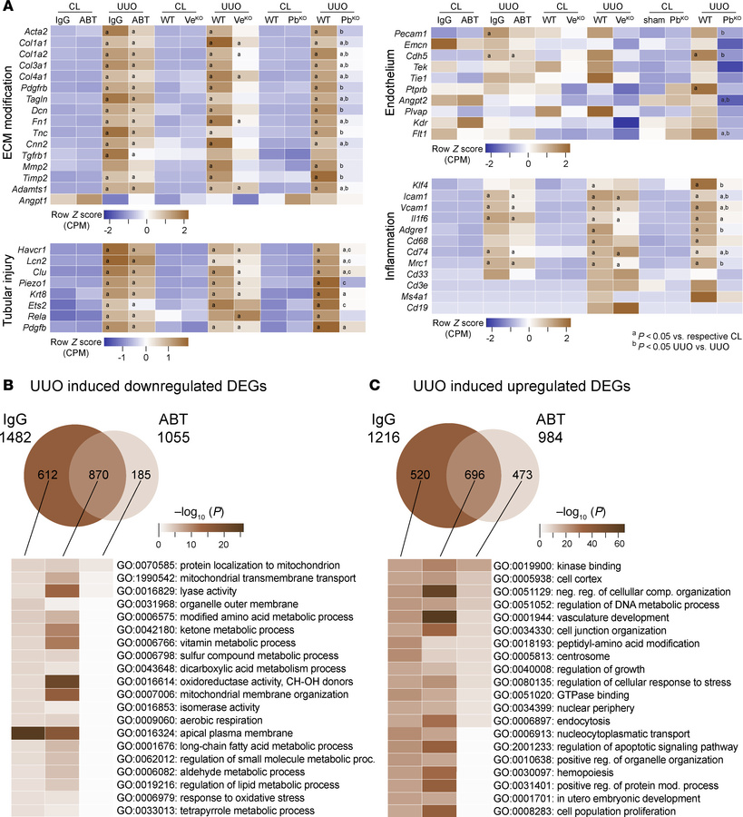 Pharmacological or genetic TIE2 activation, or inhibition of PDGFB signa...
