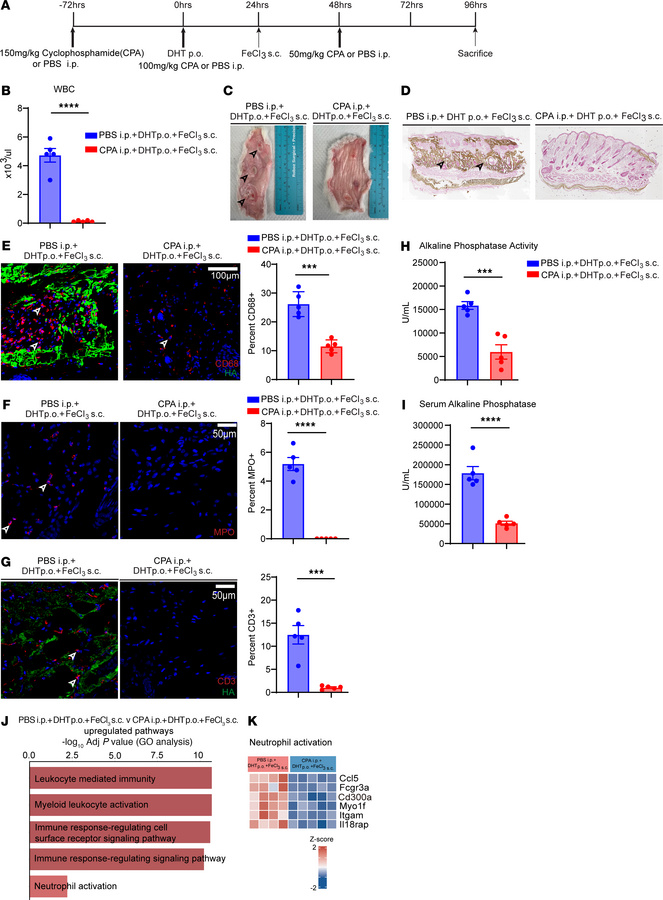 Cyclophosphamide-induced leukopenia rescues ectopic calcification.
(A) E...