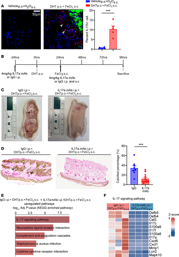 IL-17a blockade prevents skin calcification and inflammation in the DHT+...