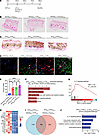 Administration of sterile inflammation–inducing agents after DHT administra