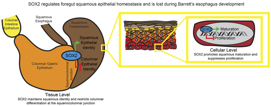 graphical abstract