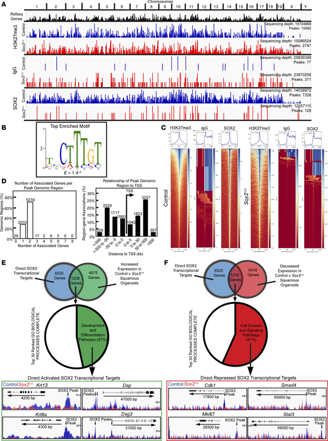 Direct transcriptional targets of SOX2 regulate proliferation and matura...