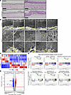 Loss of Sox2 in the foregut squamous epithelium induces histological and tr