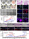 Sox2Δ/Δ squamous organoids have increased proliferation and decreased matur