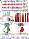 Direct transcriptional targets of SOX2 regulate proliferation and maturatio