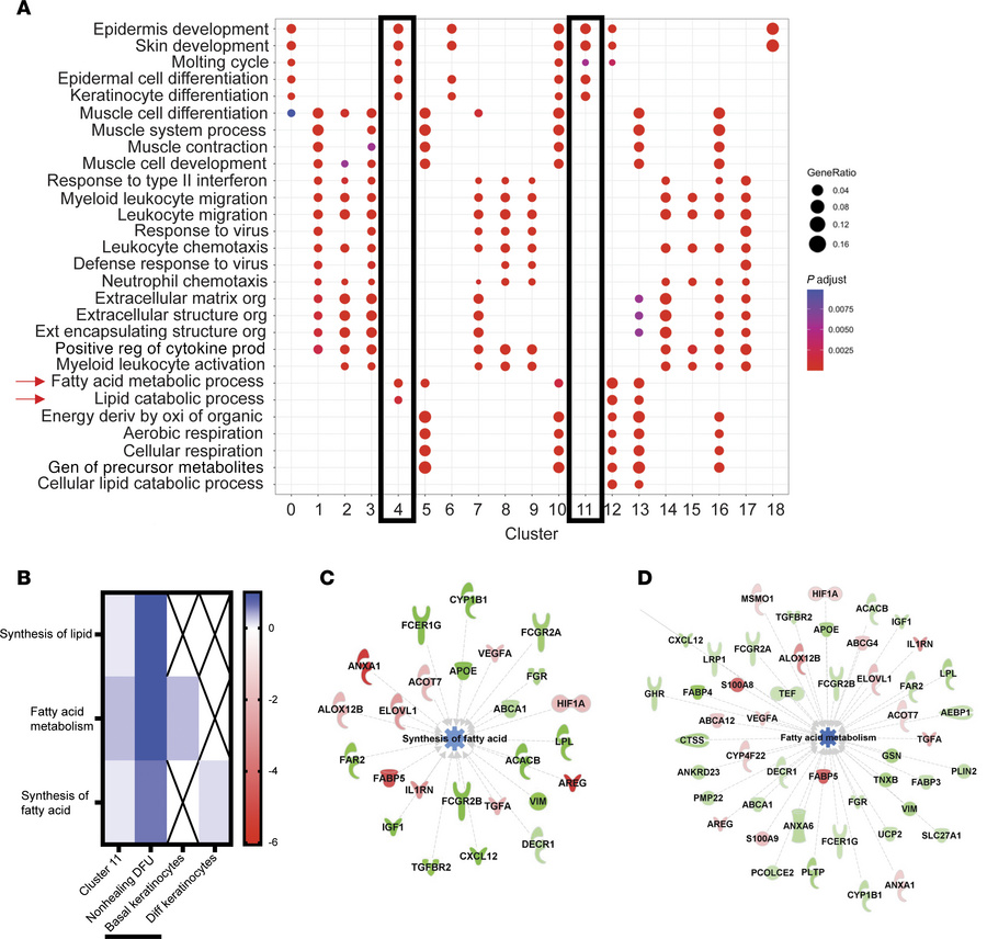 Transcriptional analysis of mouse and human wounds infected by S. aureus...