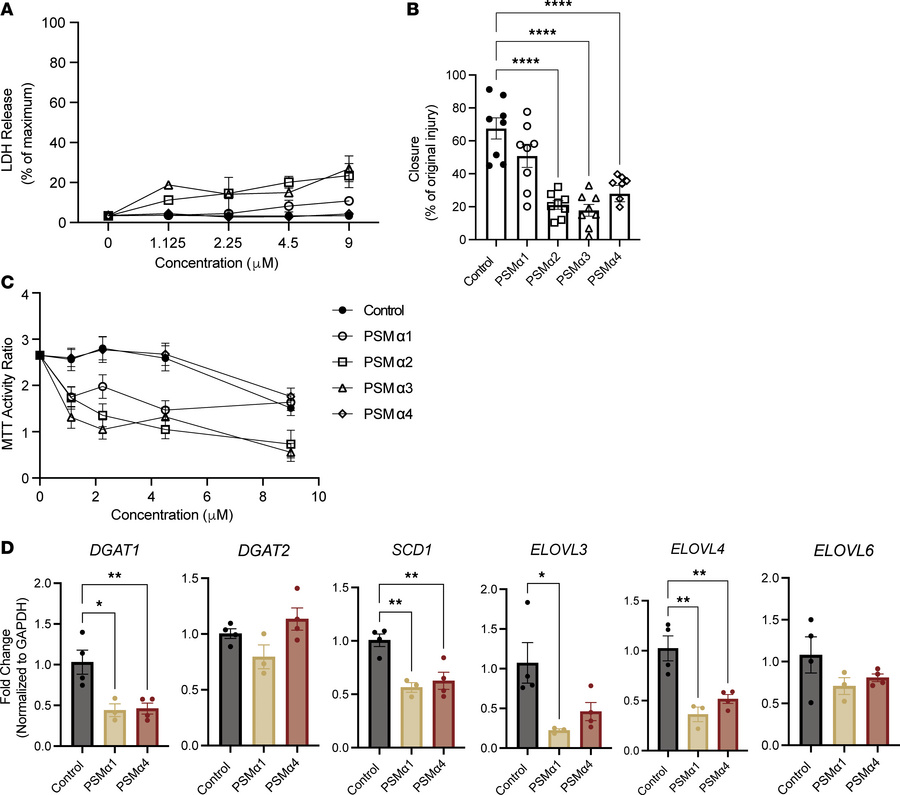Each S. aureus PSMα peptide affects keratinocyte function distinctly.
(A...