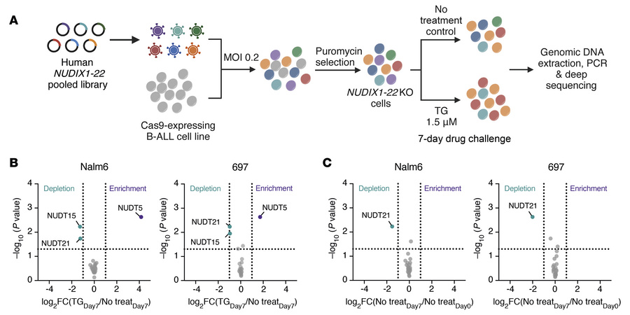 
NUDIX-targeted CRISPR/Cas9 screen for modulators of thiopurine cytotoxi...