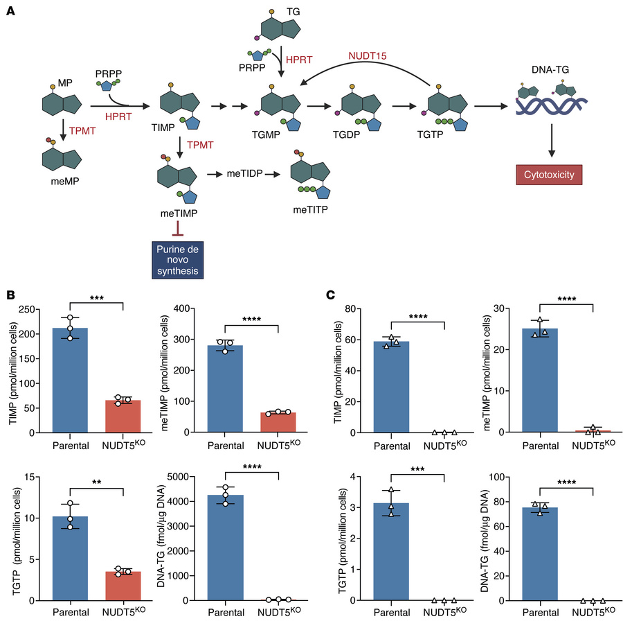 
NUDT5 deletion impairs intracellular metabolism of thiopurines.
(A) Thi...