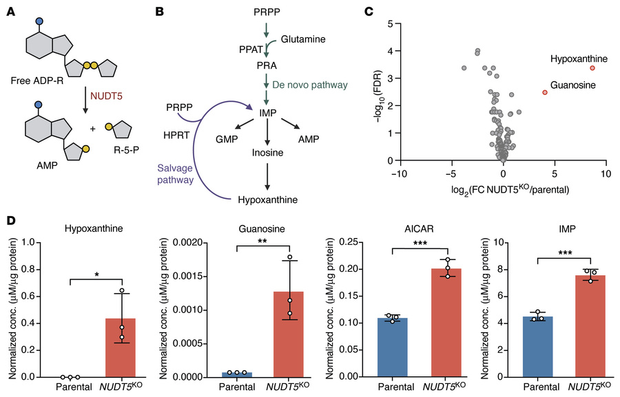 Targeted metabolomics profiling identifies the effects of NUDT5 on purin...
