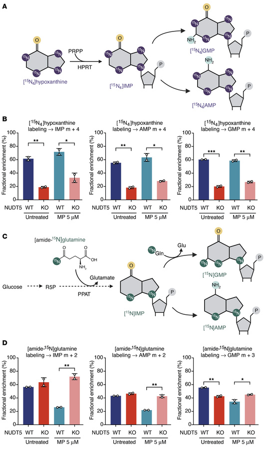 Stable isotope tracing of purine synthesis pathways highlights the contr...